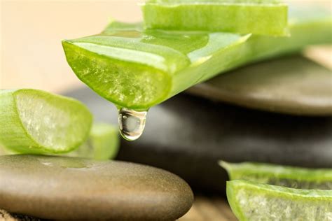 Conoce Todos Los Beneficios Del Aloe Vera Para La Salud De Tu Cuerpo Delicias Blog