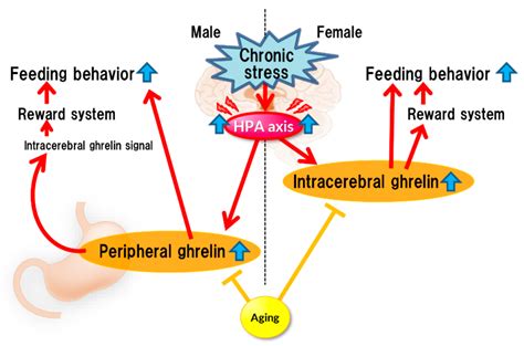 Ijms Free Full Text Involvement Of Ghrelin Dynamics In Stress