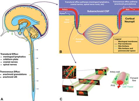 Current Concepts In Intracranial Interstitial Fluid Transport And The