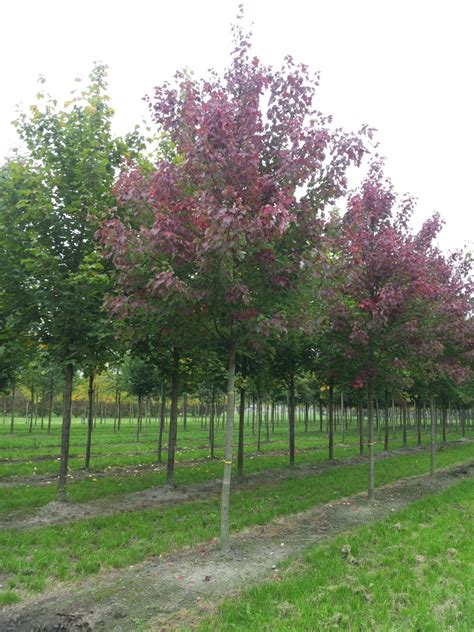 Acer Rubrum Fairview Flame Acer Rubrum Fairview Flame Van Den