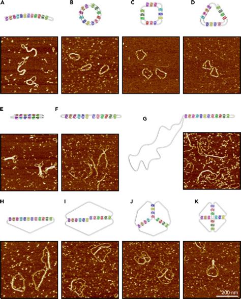 Custom Folding Of Double Stranded DNA Directed By Triplex Formation Chem