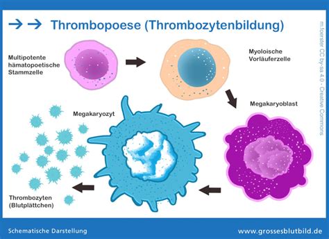 Wie Entsteht Blut Blutbildung Ablauf Der H Matopoese Dr Stephan