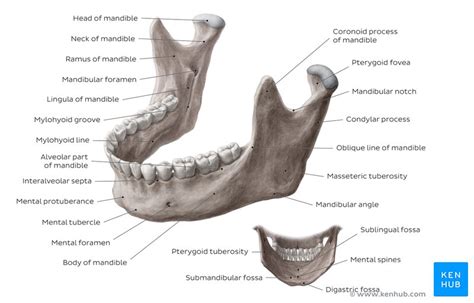 Skull Anatomy Anterior And Lateral Views Of The Skull Kenhub