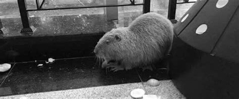 Giant Mutant Rat Scares The Living Daylights Out Of Med Students