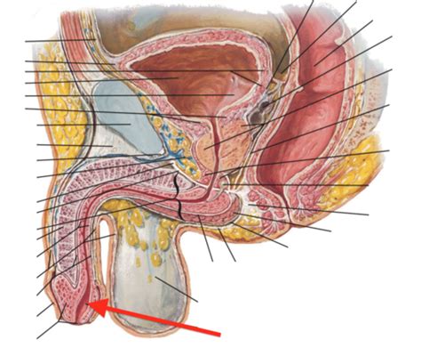 Anatomy Pelvic Viscera Flashcards Quizlet