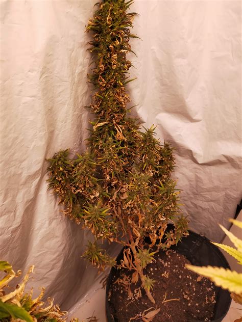 Royal Queen Seeds Royal Runtz 3 Grow Diary Journal Week8 By Smokwiri