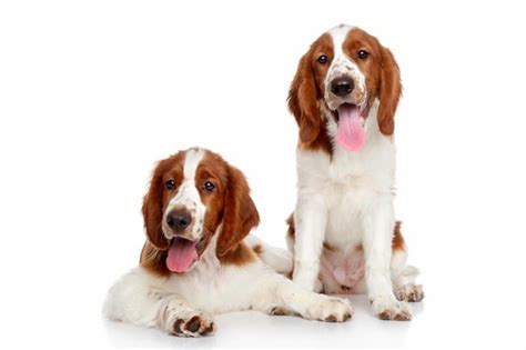 Na Psim Tropie Psy Rasy Springer Spaniel Walijski Spaniel Puppies