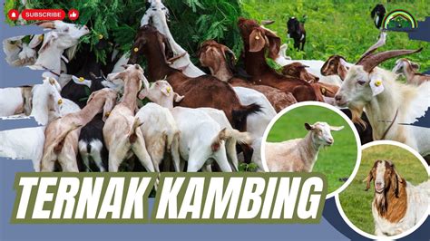 Rahasia Sukses Ternak Kambing Bayudiningrat Pelatihanbsm B Youtube