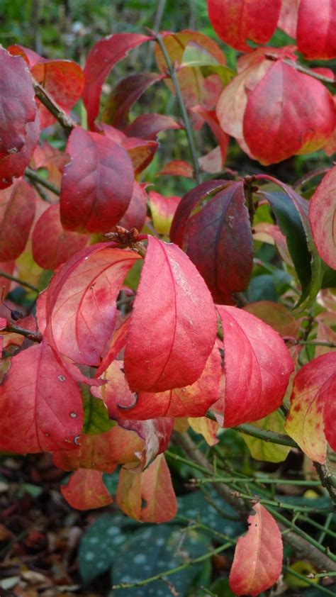 Euonymus Alatus ‘compactus Ciaran The Gardener