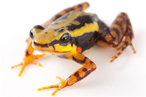 Fotografías de Epipedobates tricolor