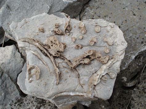 Coral and brachiopods weathering out of limestone – UK Fossil Collecting