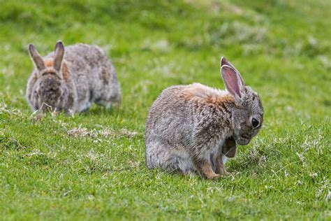 Invasion De Lapins De Garenne Ils Mangent Toutes Les Cultures Ces