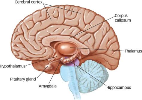 HBS Internal Brain Structures Diagram Quizlet