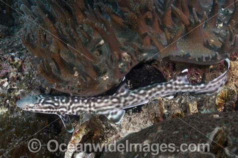 Baby Coral Catshark