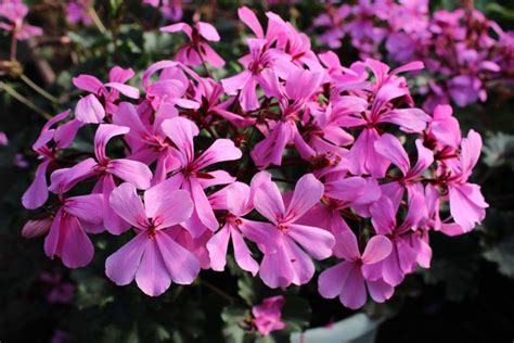 Купить черенок пеларгонии Calliope Cascade Dark Pink в Липецке и с ...