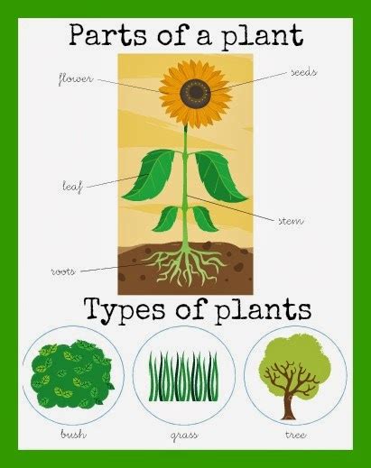 Partes De La Planta En Inglés Imagui