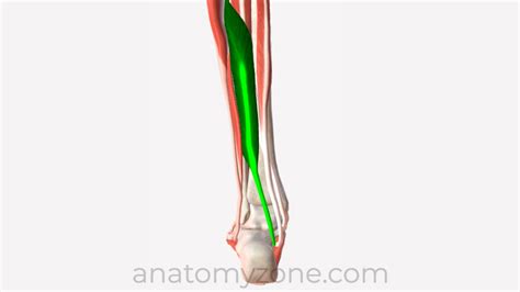 Flexor Hallucis Longus Origin Insertion Action 3D Model AnatomyZone