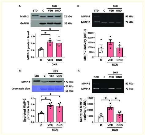 Dxr Induced Effects On Mmp 2 In Hesc Cms A Mmp 2 Protein Levels Were Download Scientific