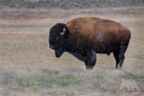 24 Hrs In Denver Fascination Wildlife