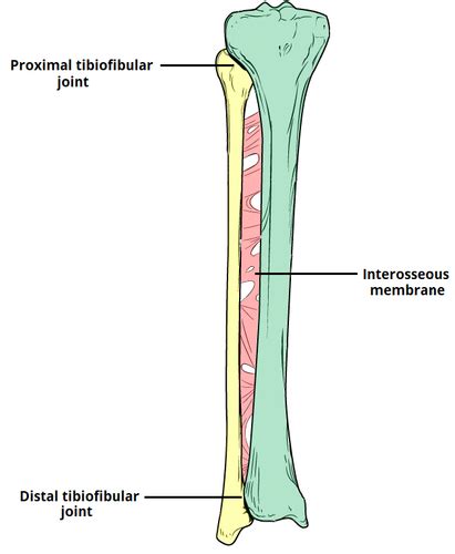 The Tibiofibular Joints Flashcards Quizlet