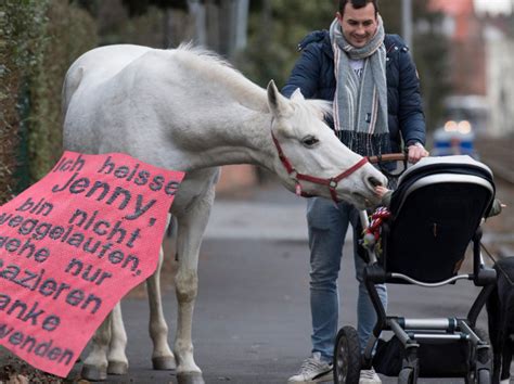 Kobila Je Godinama Svakog Jutra Etala Sama Ulicama Kad Je Uginula