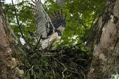 The Most Amazing Wildlife In Guyana And The Best Places To Admire It