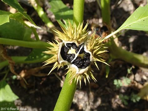 Datura Stramonium Jimsonweed Minnesota Wildflowers