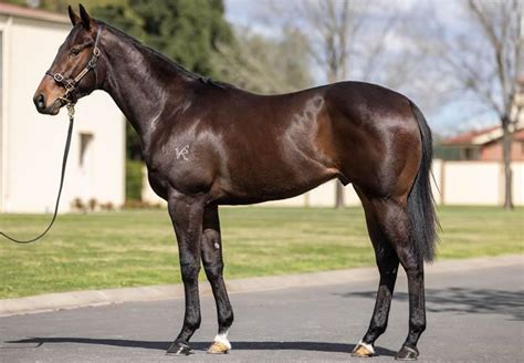 Vancouver Colt At Inglis Ready Race