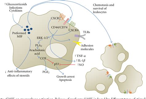 Figure 1 From Macrophage Migration Inhibitory Factor In Protozoan