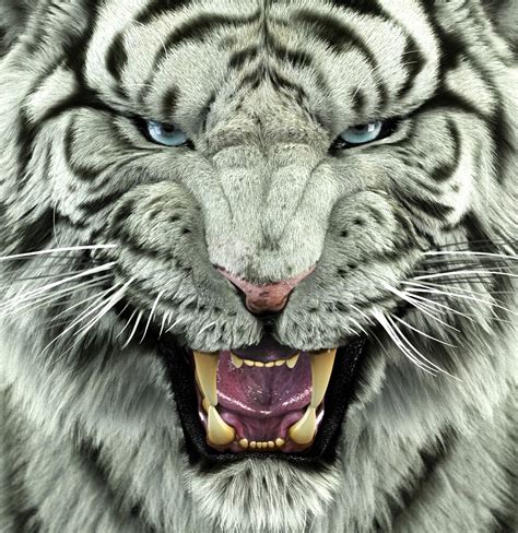 Animal Wallpaper Desktop