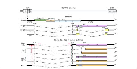 Structure Of The Herv K Genome Canonical Spliced Mrnas And Spliced