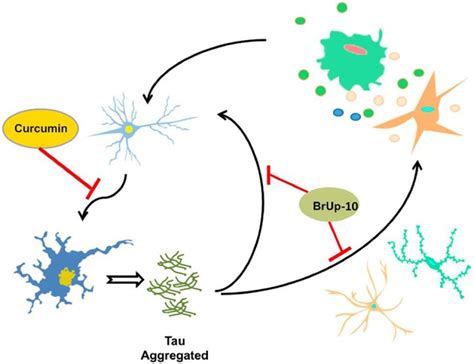 Aggregates Potentiate The Neuroinflammatory Process Activated