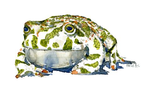 Green Toad Front Illustration By Frits Ahlefeldt Frits Ahlefeldt