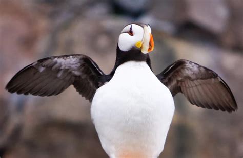 7 Cool Facts About The Puffins Of Kenai Fjords National Park