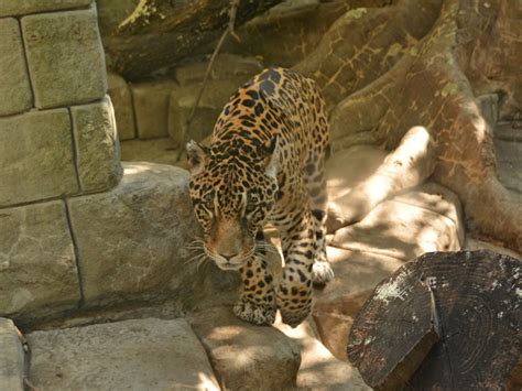 The Online Zoo - Jaguar