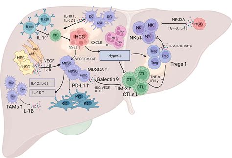 Frontiers Current Insights Into The Hepatic Microenvironment And