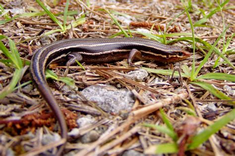 Common Five Lined Skink Pa Herp Identification