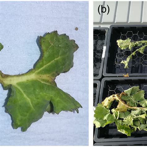 Methods To Assess The Number Of Cabbage Stem Flea Beetle Psylliodes