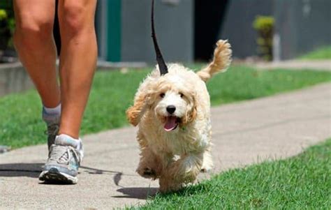 Beneficios De Pasear Con Tu Perro