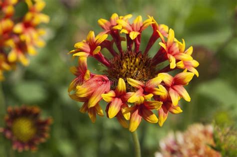 Lorenziana Gaillardia Stock Photos Free And Royalty Free Stock Photos