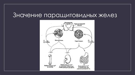 Паращитовидные железы