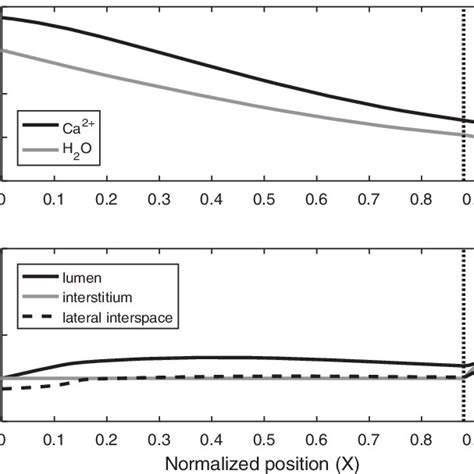 Base Case Ca 2 Flows And Concentrations Along The Proximal Tubule Top Download Scientific