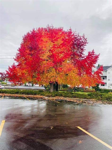 Lynnwood, WA. Fred meyer parking lot. | Country roads, Lynnwood, Road