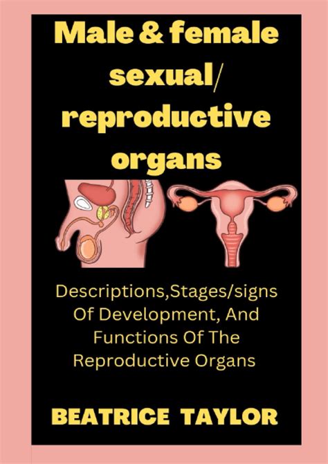 Read Book Male And Female Sexual Reproductive Organs Descriptionsstages Of Male And Female