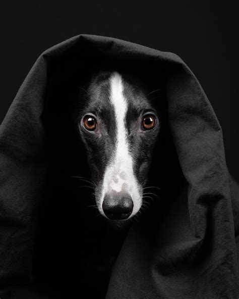 The Black Whippet Theblackwhippet Posted On Instagram • Jan 5 2022