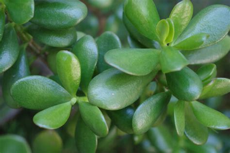 3 Easy Tips To Growing Jade Plants Indoors And Outdoors The Gardening Dad