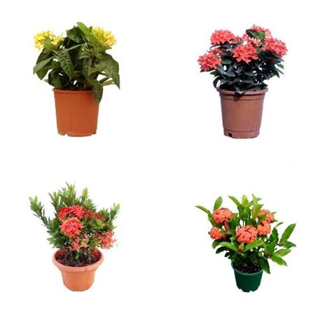Buy Ixora Dwarf Plant Pack Of 4 Colors Online At Best Price