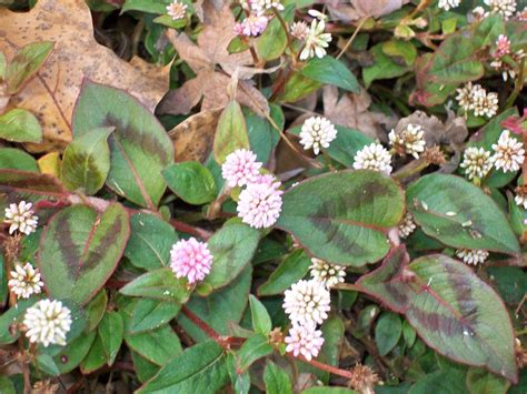 Online Plant Guide - Polygonum capitatum / Pink Clover, Pink Knotweed