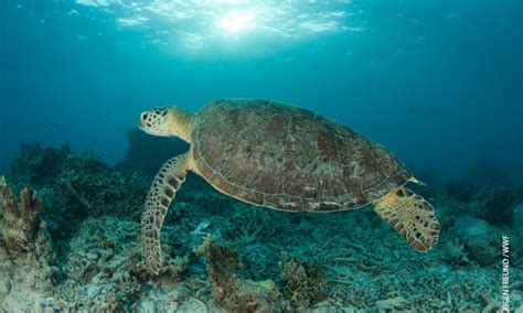 La Calabria La Regione Scelta Dalle Tartarughe Marine Per Nidificare