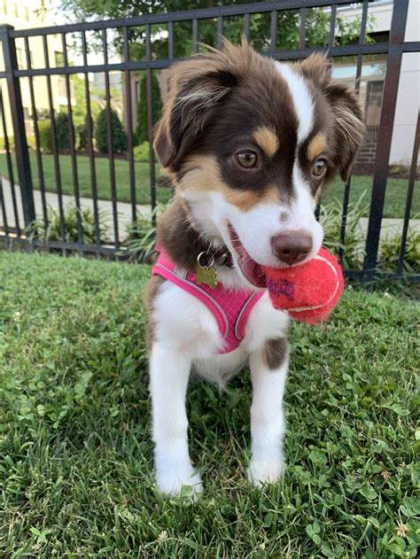 Pin By Andrea Mora On Piper The Mini Aussie Mini Aussie Mini Australian Shepard Corgi